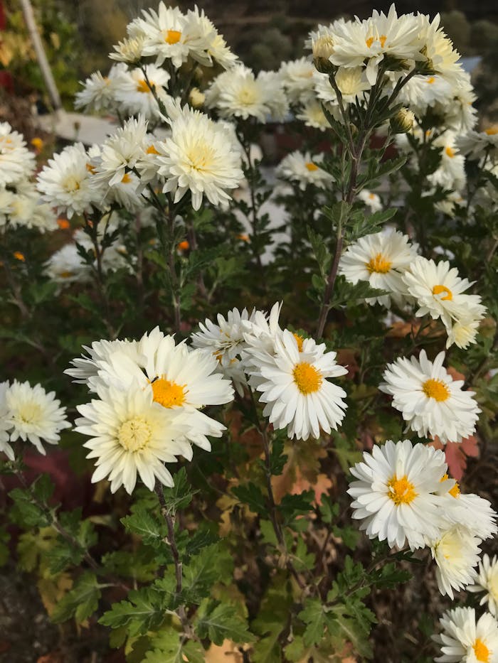 Beautiful white chrysanthemums in full bloom under natural light, capturing nature's elegance.