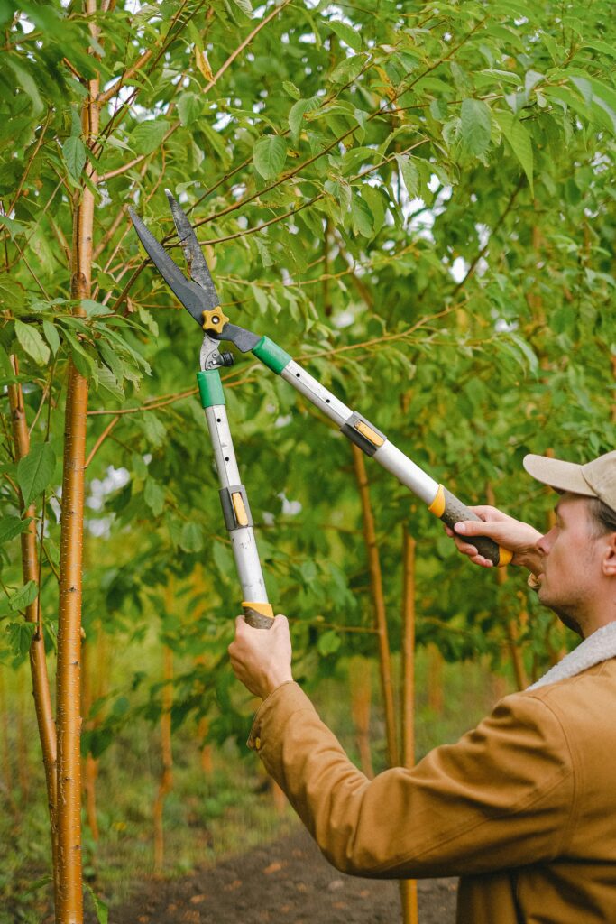 A male gardener using pruning shears to trim trees in a lush orchard.